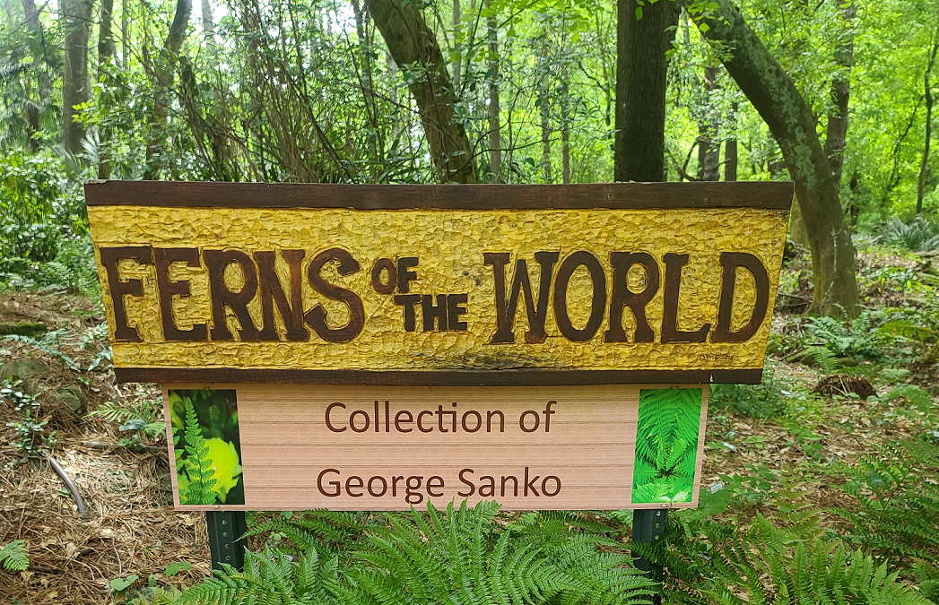 7 Things You Didn’t Know About Ferns